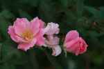 Pink flwrs 150x100