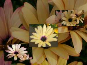 Daisy Collage 300X225