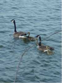 Geese200x269