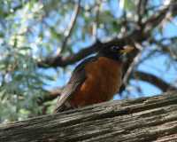 robin_ crop_pic200x160