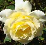 DSC04887crop150x145