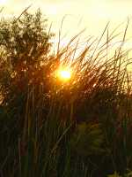 reedgrass2_pic150x200