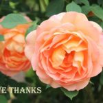 IMG 2435thanks560x365