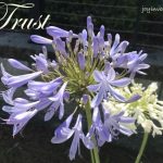 IMG 3625trust500x420