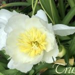 IMG 3653trust560x420