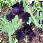 IMG 3655trust500x418