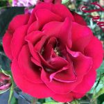 IMG 3722trust560x400