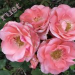 IMG 3723trust560x420