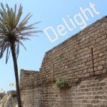 IMG 0710delight560x376