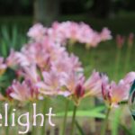 IMG 3782delight560x373