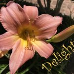 IMG 3814delight500x425