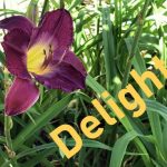 IMG 3815delight560x383