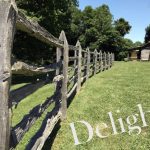 IMG 3832delight560x418