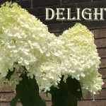 IMG 3899delight530x426