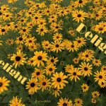 IMG 3913delight560x420