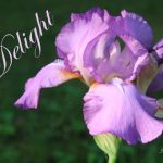 IMG 4860delight560x419