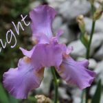 IMG 4869delight560x373