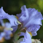 IMG 4873delight560x373