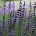 IMG 4889delight560x373