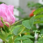 DSC04999faith560x331