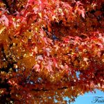 DSC05026faith560x420