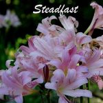 IMG 5617steadfast560x360