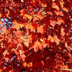 IMG 5146steadfast560x373