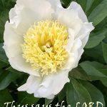 IMG 0060saystheLord350x428