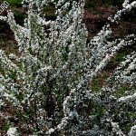 IMG 0498saystheLord560c373