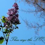 IMG 0502saystheLord560x373