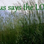 IMG 0539saystheLord560x373