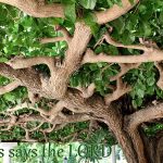 IMG 0875saystheLord560x373