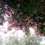 20180517 132235saystheLord56 x419