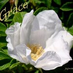 DSC01481grace470x421