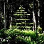 DSC01613grace560x420