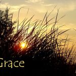 Reedgrass1 pic grace560x420