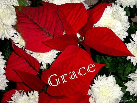 Poinsettia 001grace560x420