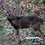 IMG 5737grace460x414