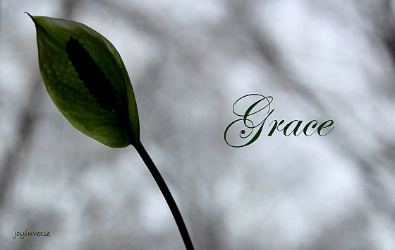 IMG 6086grace560x354
