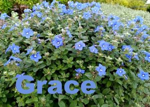 IMG 20250518 070952 2grace560x400