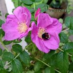 IMG 20240814 091227 242remember460x424