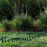 IMG 20250518 073713 5remember460x422