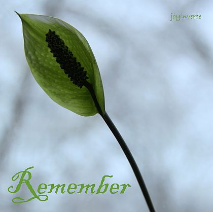 IMG 6085remember420x418