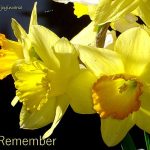 DSC01468crop2remember450x417