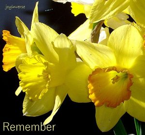 DSC01468crop2remember450x417