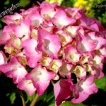 DSC03403remember530x440