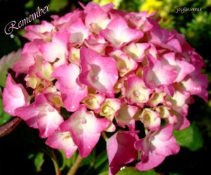 DSC03403remember530x440