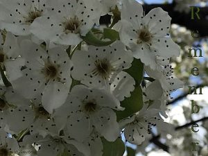 IMG 3430remember560x420