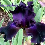 IMG 3655remember520x427