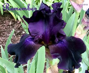 IMG 3655remember520x427